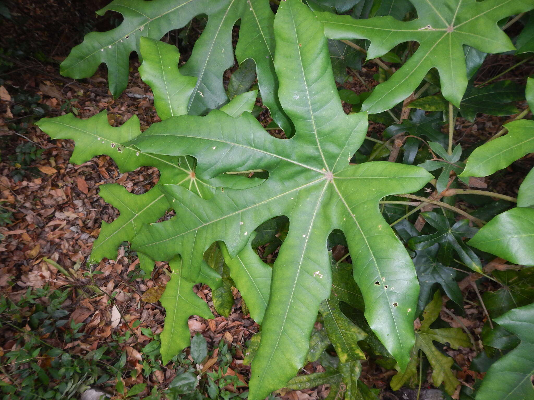 Oreopanax geminatus Marchal resmi