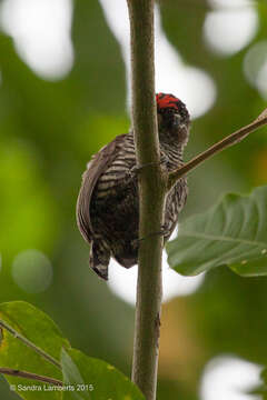 Image of White-barred Piculet