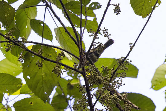 Image of Deleornis Wolters 1977