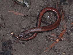 Image of California Slender Salamander