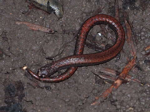 Image of California Slender Salamander