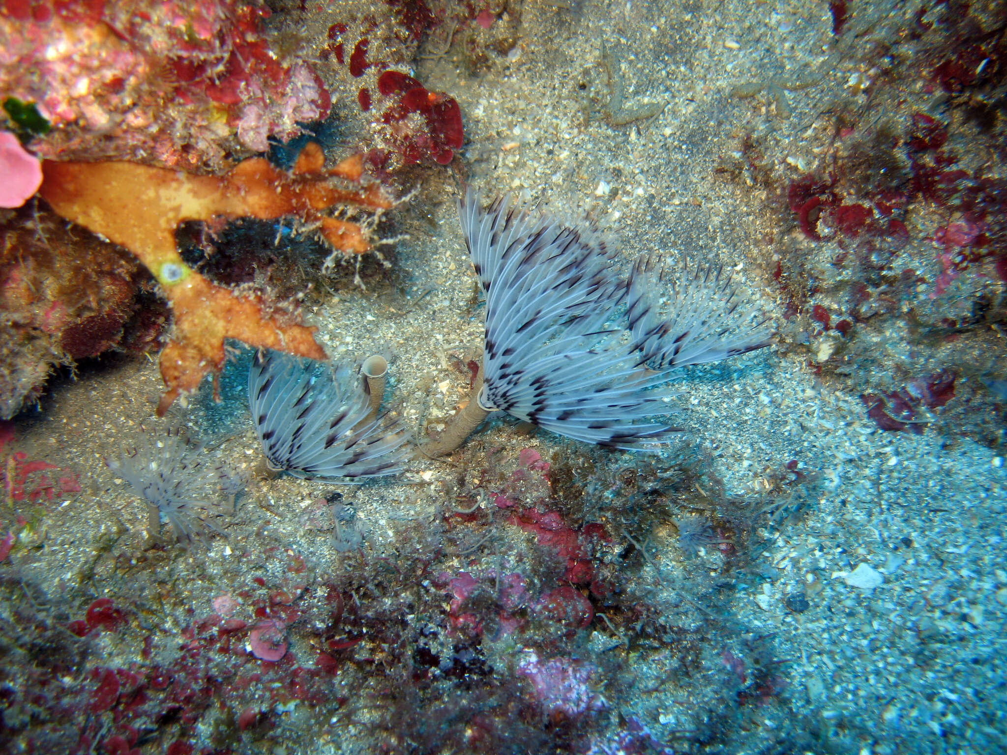 Image of Peacock worm