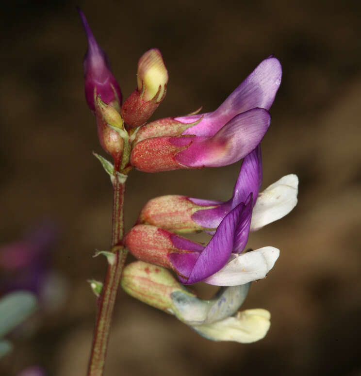 Image of Astragalus oophorus var. oophorus