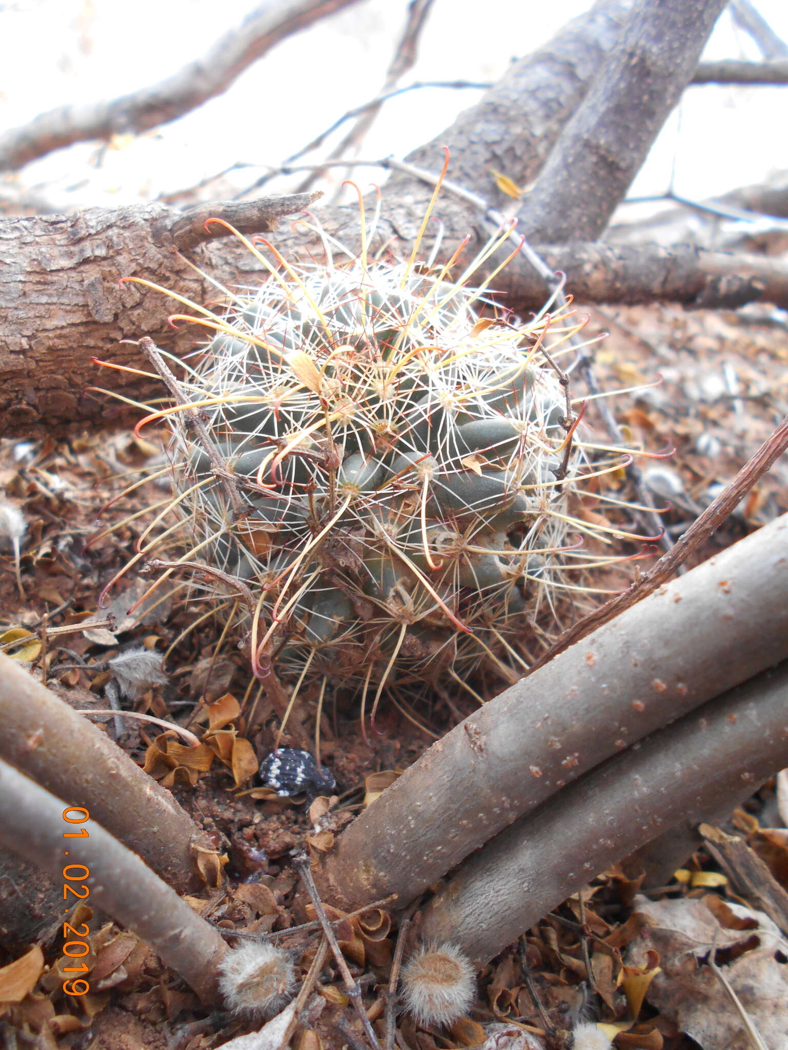 Imagem de Mammillaria mainiae K. Brandegee