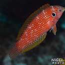 Image of Black-eared wrasse