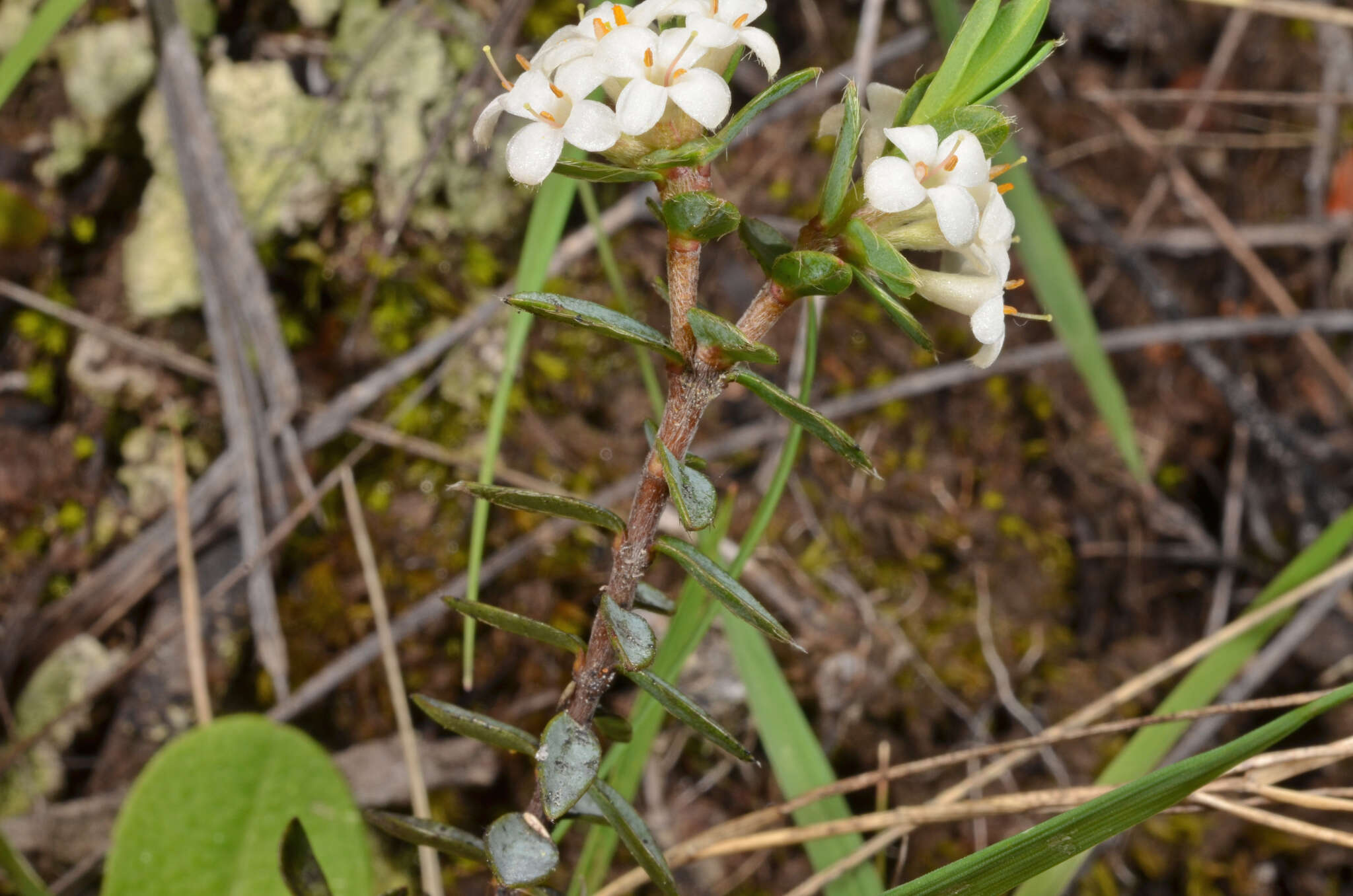 Image of Pimelea oreophila Burrows