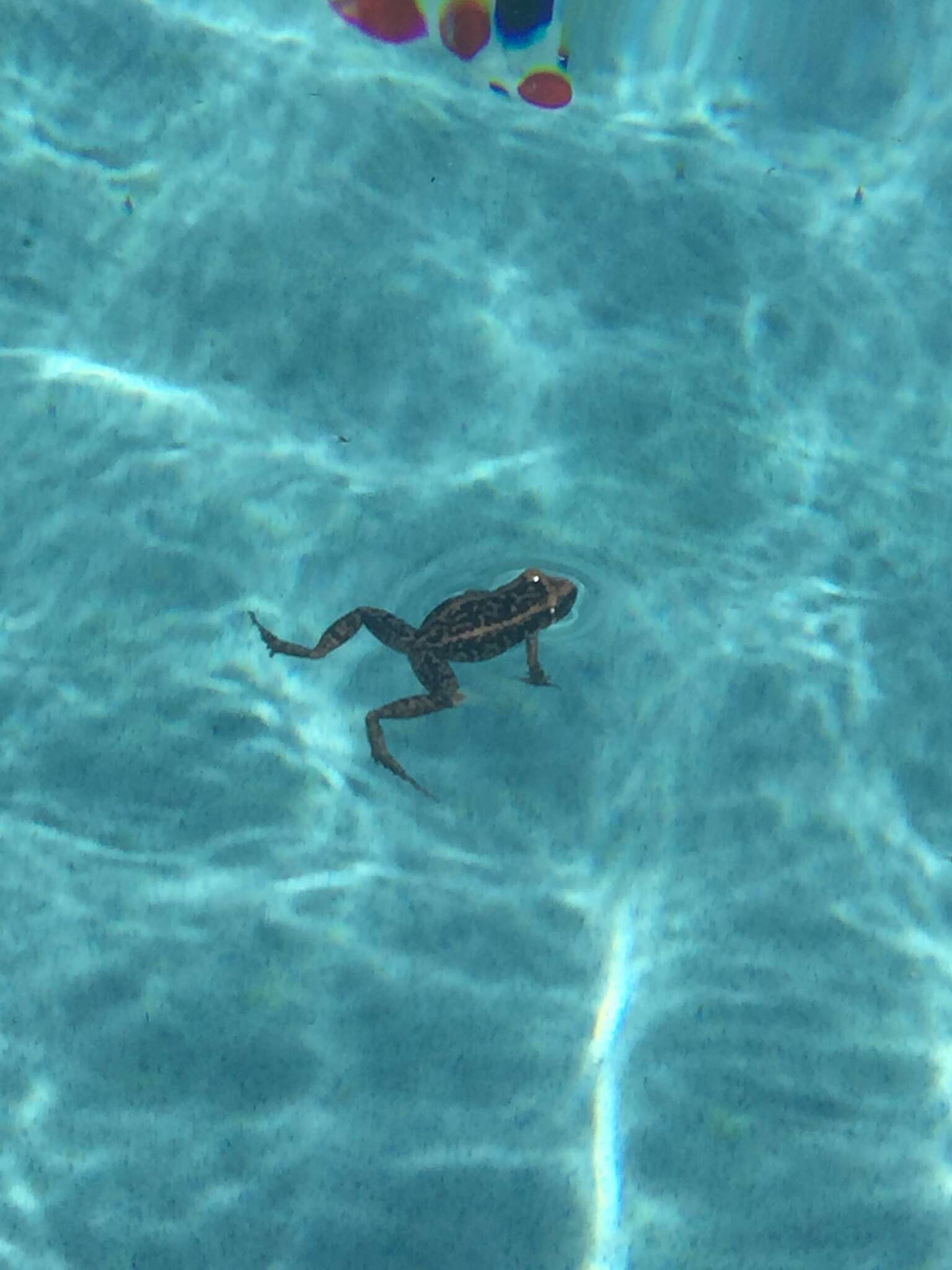 Image of Virgin Islands robber frog