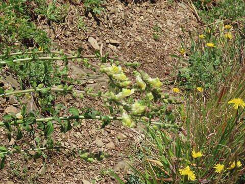 صورة Antirrhinum latifolium Mill.