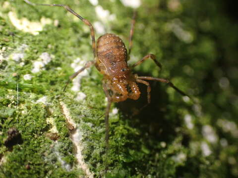 Image of Prasma tuberculata (Hogg 1920)