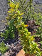 Image of alpine mirrorplant