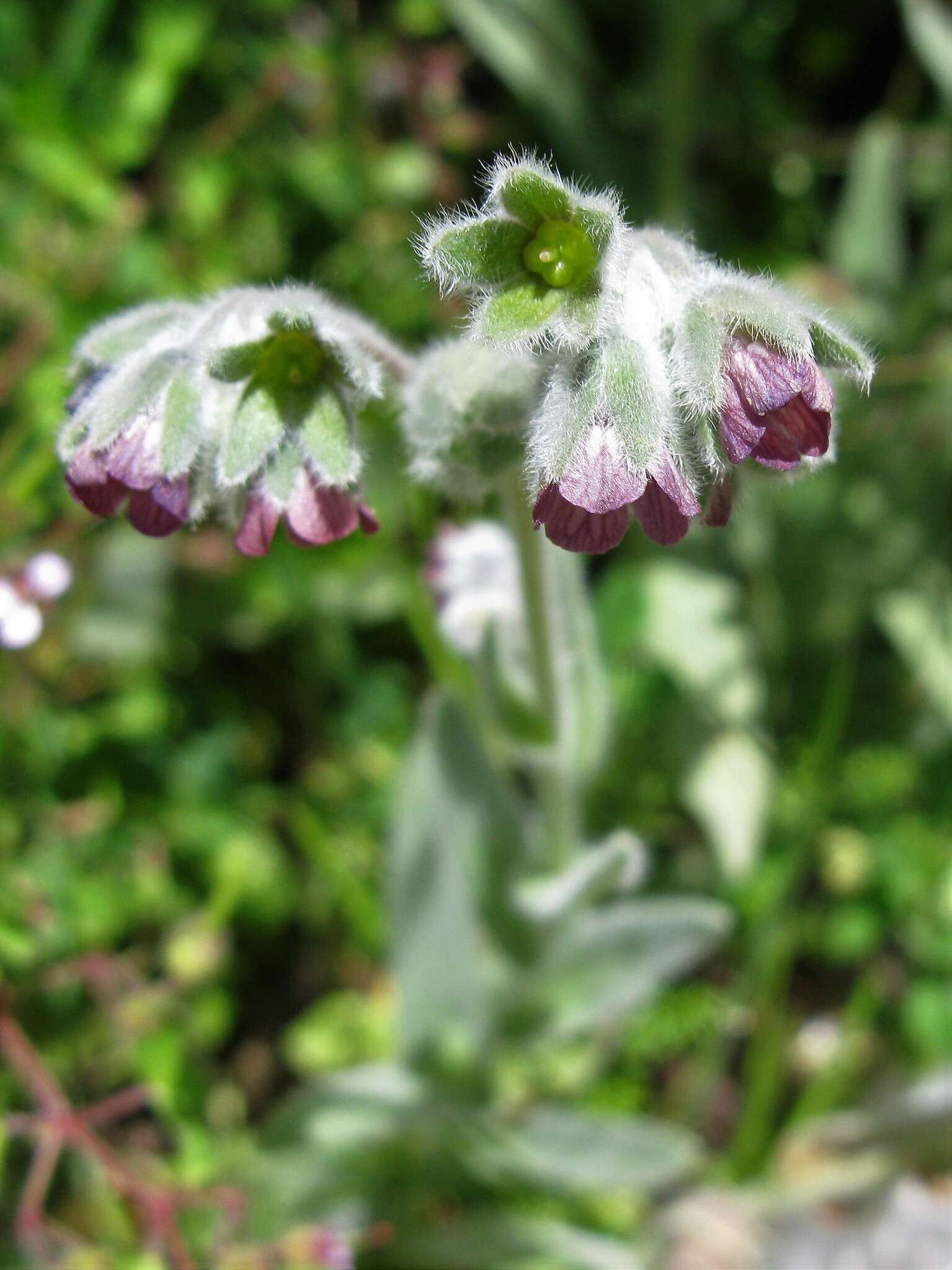 Image de Cynoglossum columnae Ten.