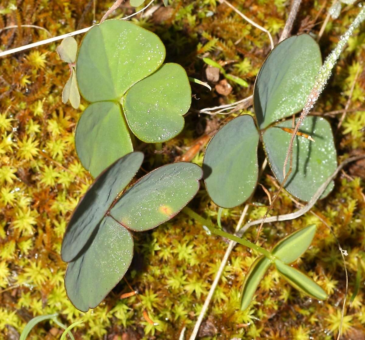 Слика од Oxalis orbicularis Salter