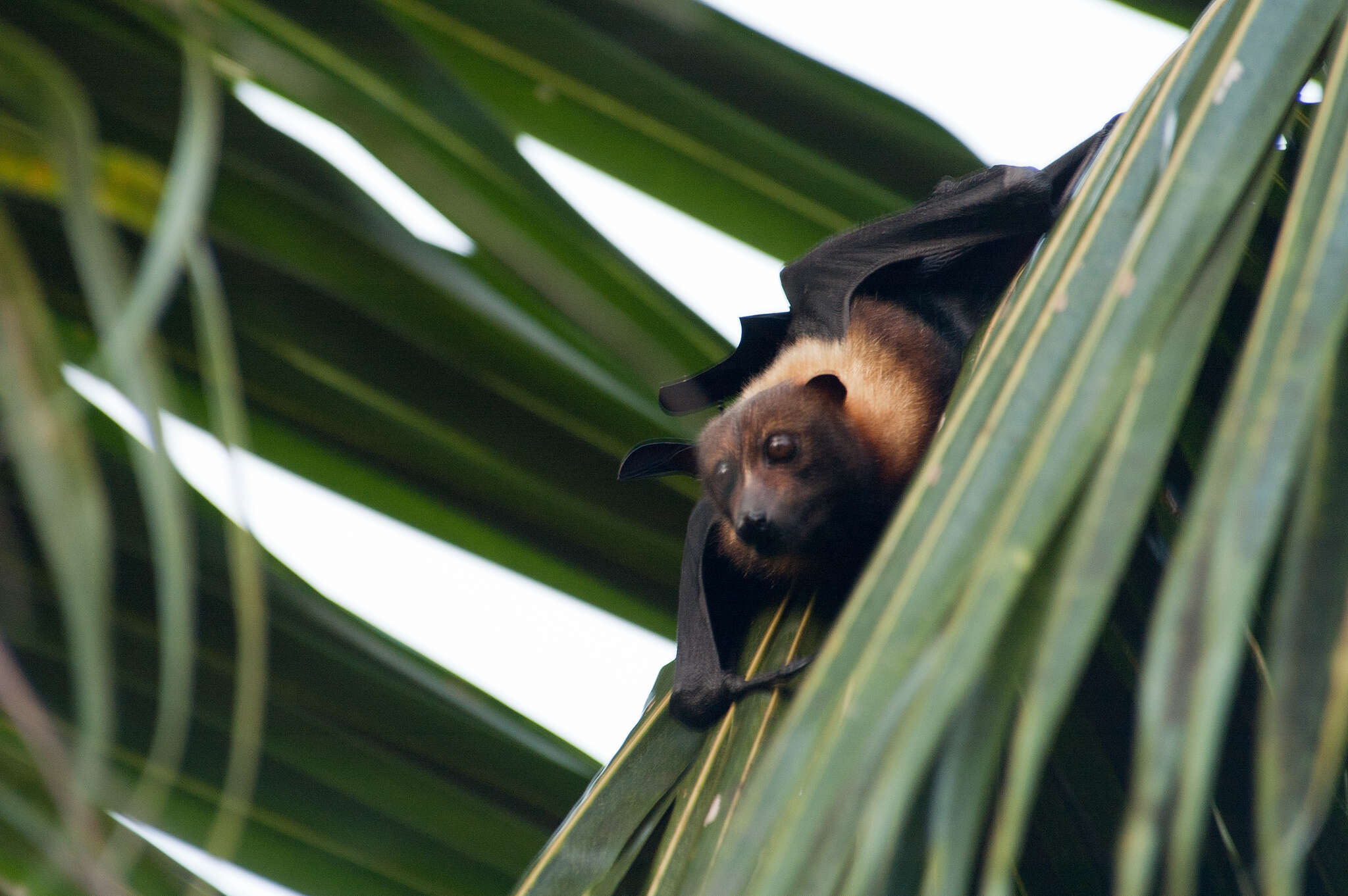 Image of Insular Flying Fox