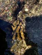 Image of Cauliflower coral