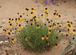 Helenium amarum var. badium (A. Gray ex S. Wats.) Waterfall resmi