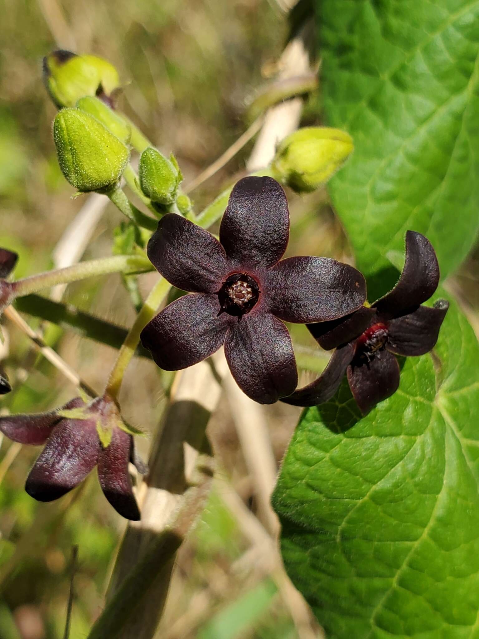 Image de Matelea carolinensis (Jacq.) R. E. Woodson