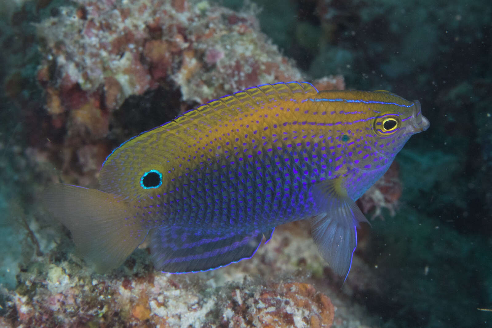 Image of Ocellate damselfish