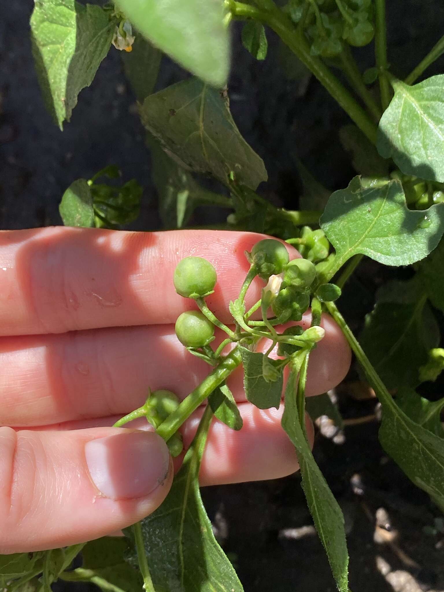 Image of Solanum nigrum subsp. nigrum