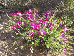 Image of Pelargonium sericifolium J. J. A. Van der Walt