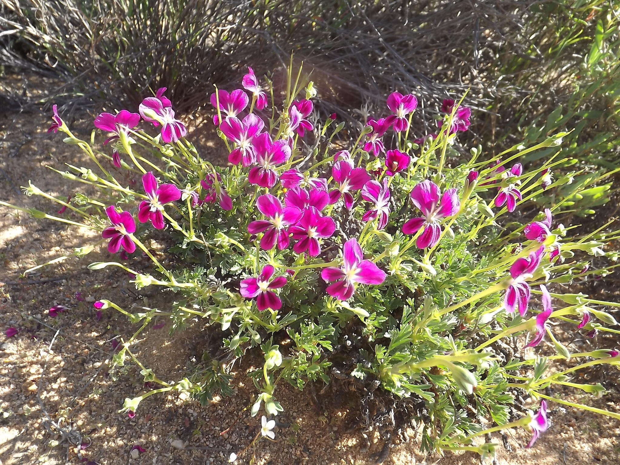 Image of Pelargonium sericifolium J. J. A. Van der Walt