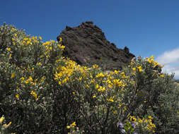 Image of Genista microphylla DC.