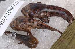 Image of Gulf Toadfish