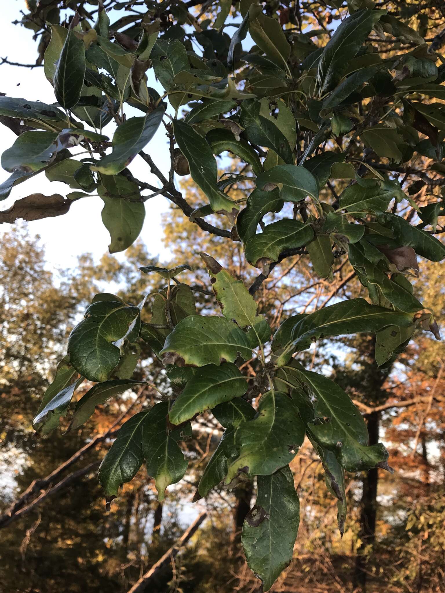 Image of Laurel Oak