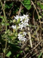 Image of Stevia entreriensis Hieron.