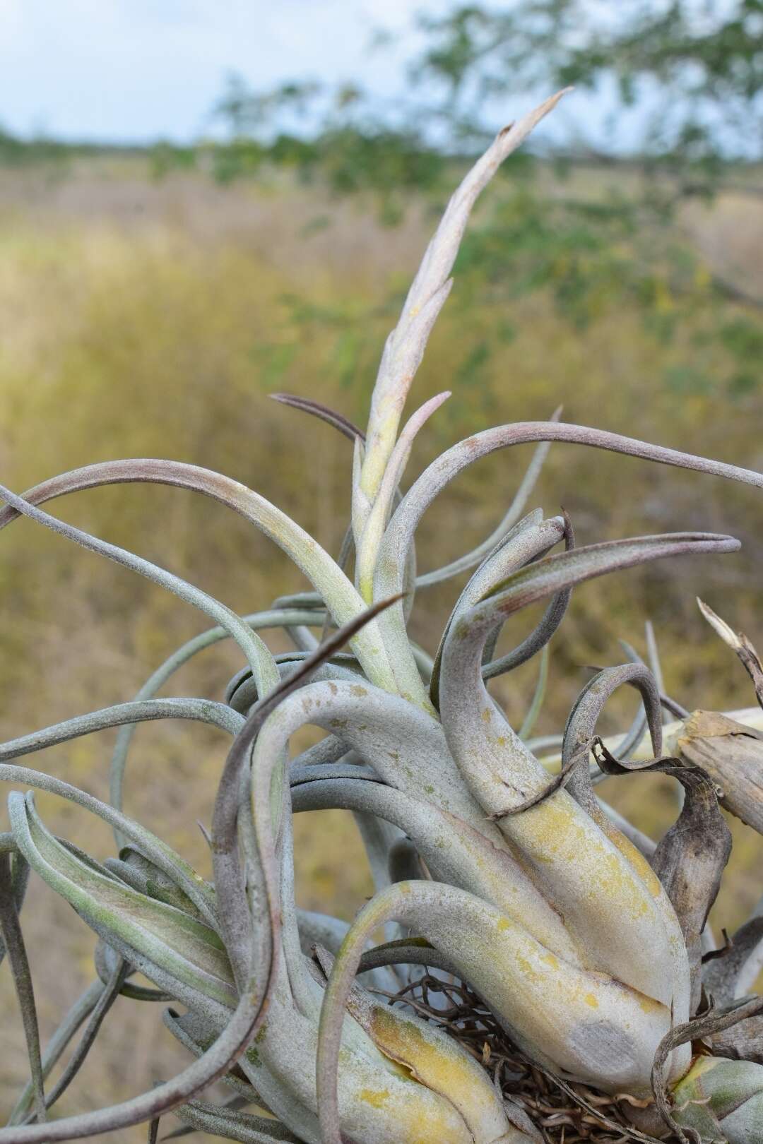 Imagem de Tillandsia paucifolia Baker