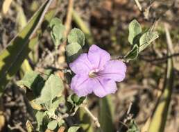 Image of Parry's wild petunia