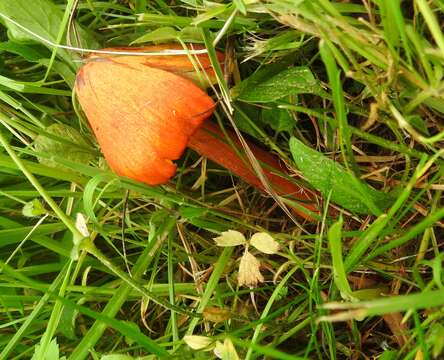 Слика од Hygrocybe nigrescens (Quél.) Kühner 1926