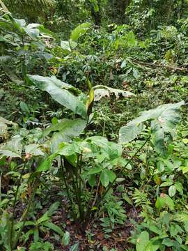 Urospatha friedrichsthalii Schott的圖片