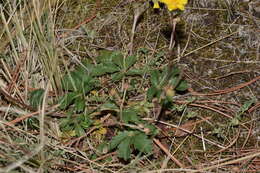 Potentilla ranunculoides Humb. & Bonpl. ex Nestl. resmi