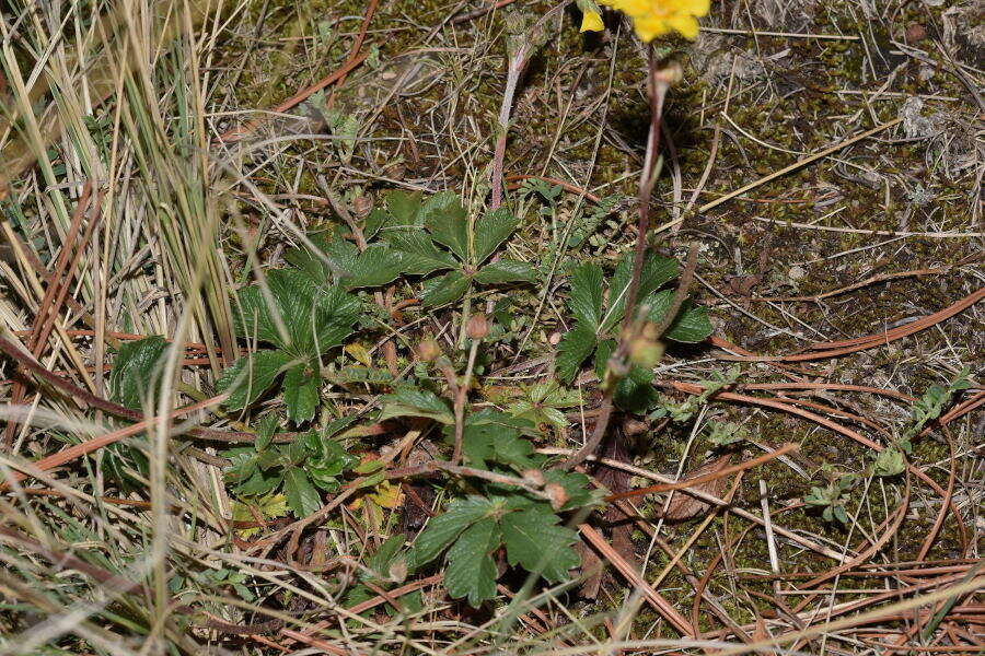 Potentilla ranunculoides Humb. & Bonpl. ex Nestl. resmi