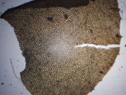Image of Plagiochila asplenioides (L.) Dumort.