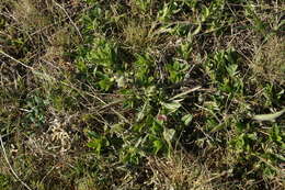 Image of Ajuga salicifolia (L.) Schreb.