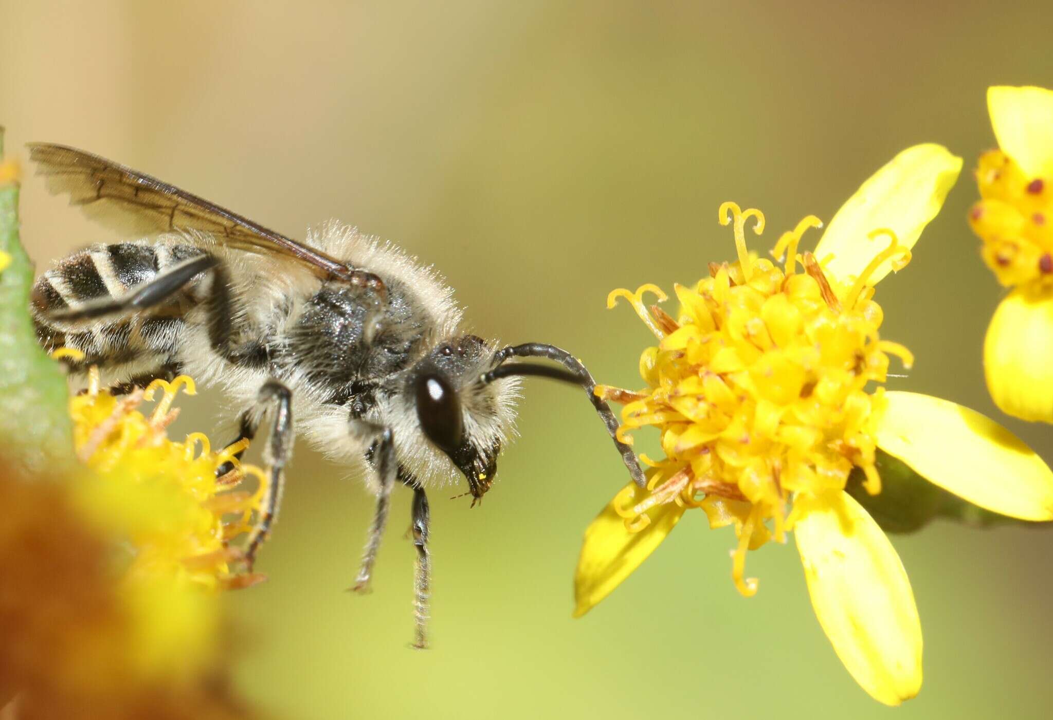 Image of Colletes taiwanensis Dubitzki & Kuhlmann 2004