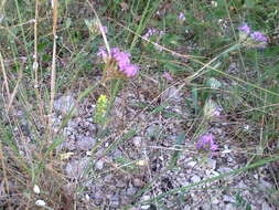 Image of Dianthus pseudarmeria M. Bieb.