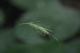 Imagem de Elymus riparius Wiegand