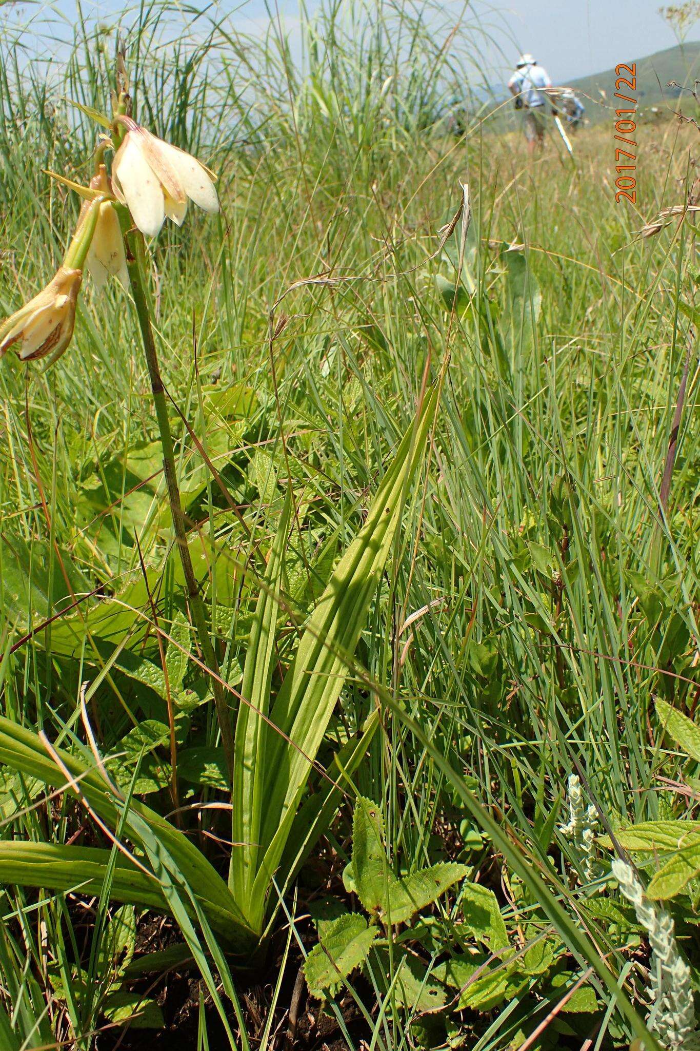 Image of Eulophia calanthoides Schltr.