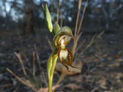 Image of Southern hooked rustyhood