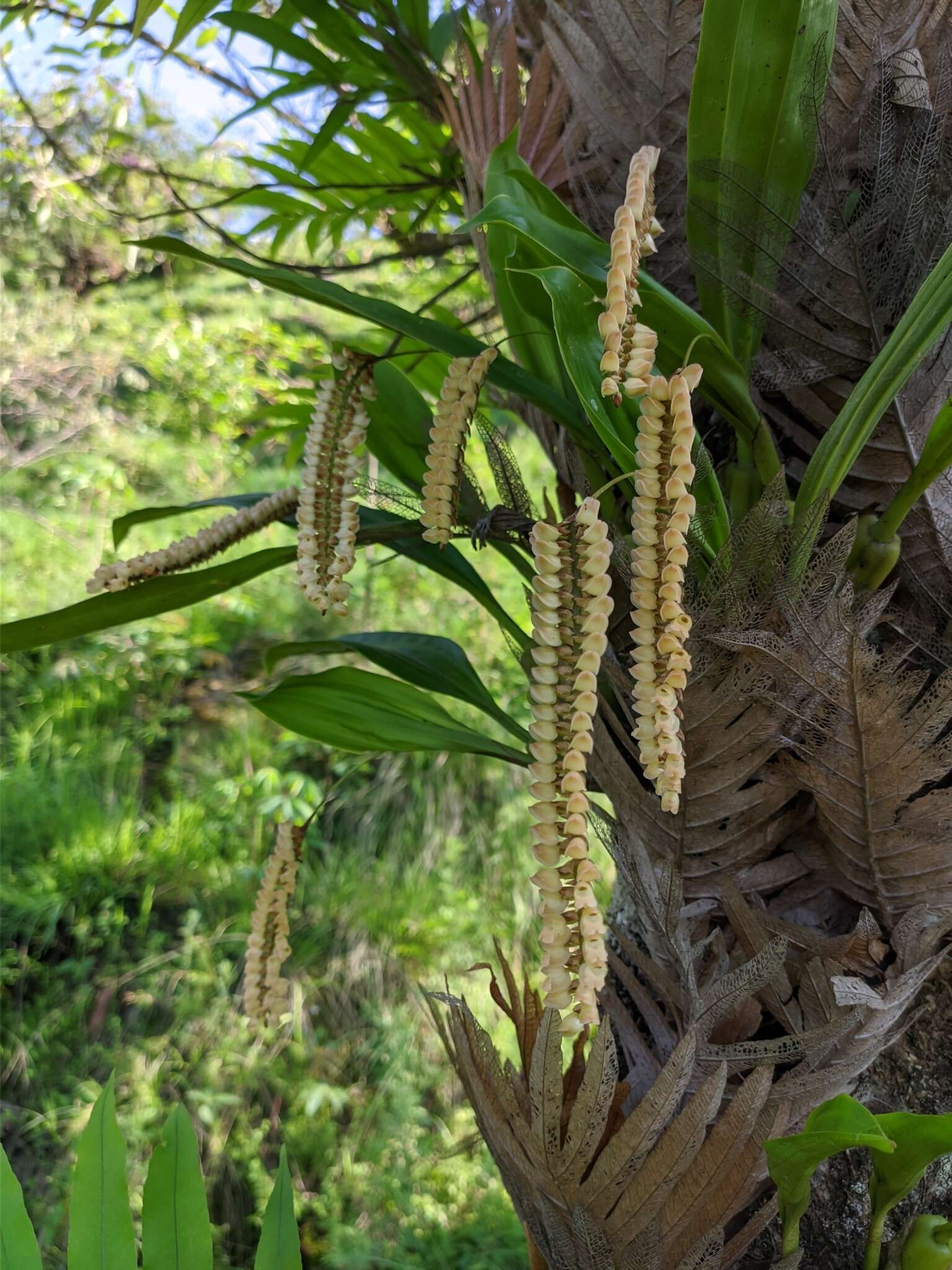 Image of Common rattlesnake orchid