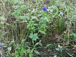 Image of Aconitum jaluense subsp. taigicola (Vorosh.) V. N. Voroshilov