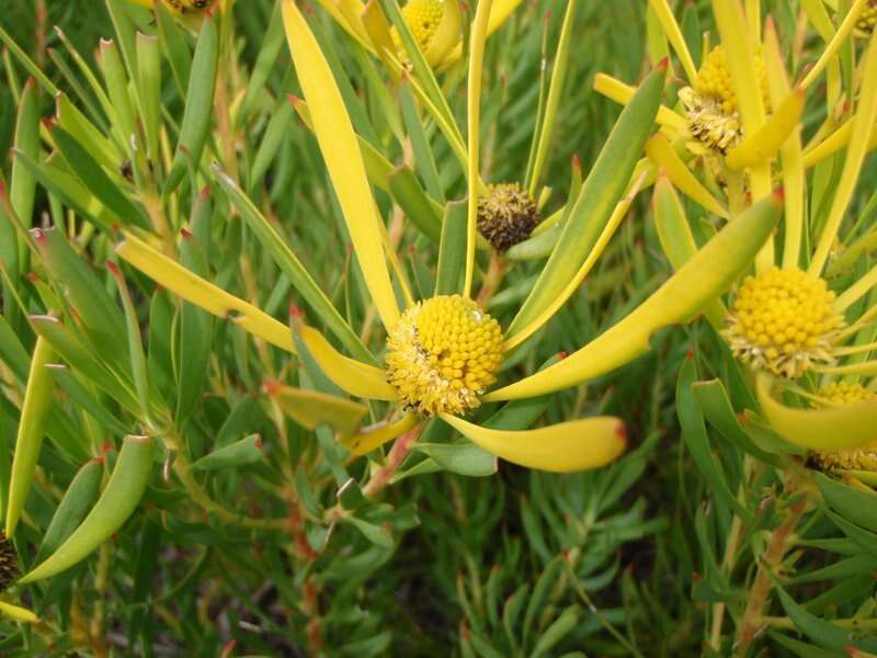 Image of Common Sunshine Conebush