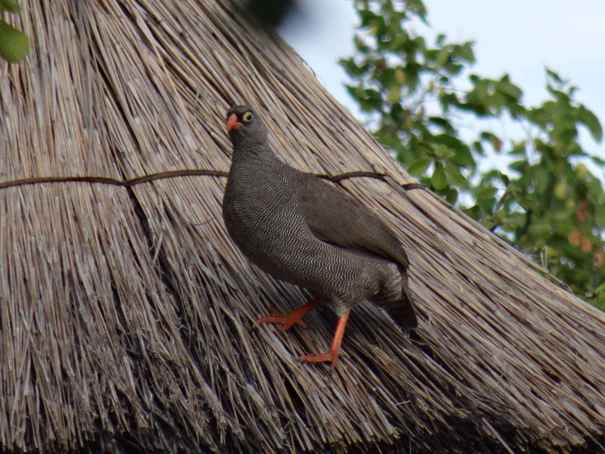 Image of Red-billed Francolin