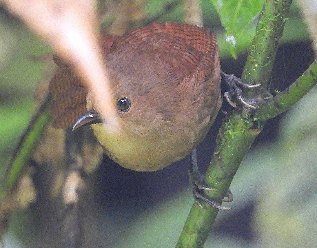 Image of Sepia-brown Wren