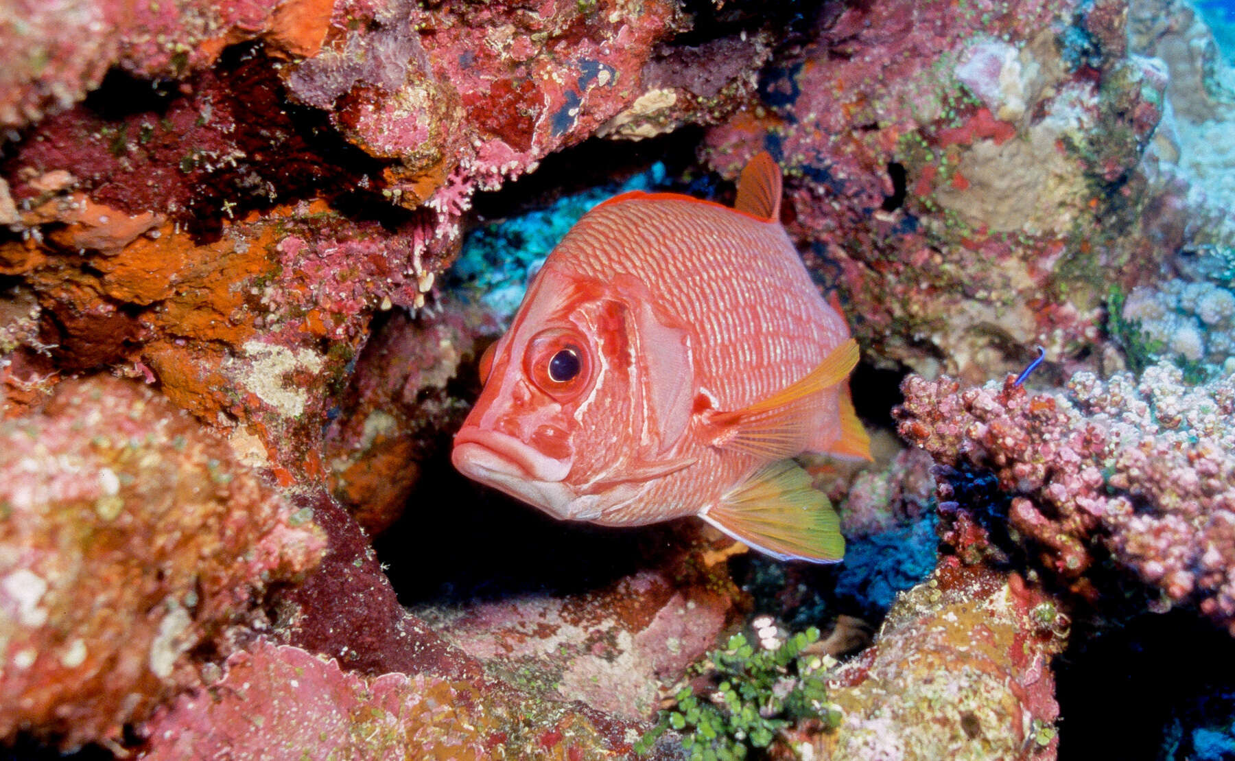 Image of Sabre squirrelfish