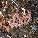 Image of Potentilla purpurea (Royle) Hook. fil.