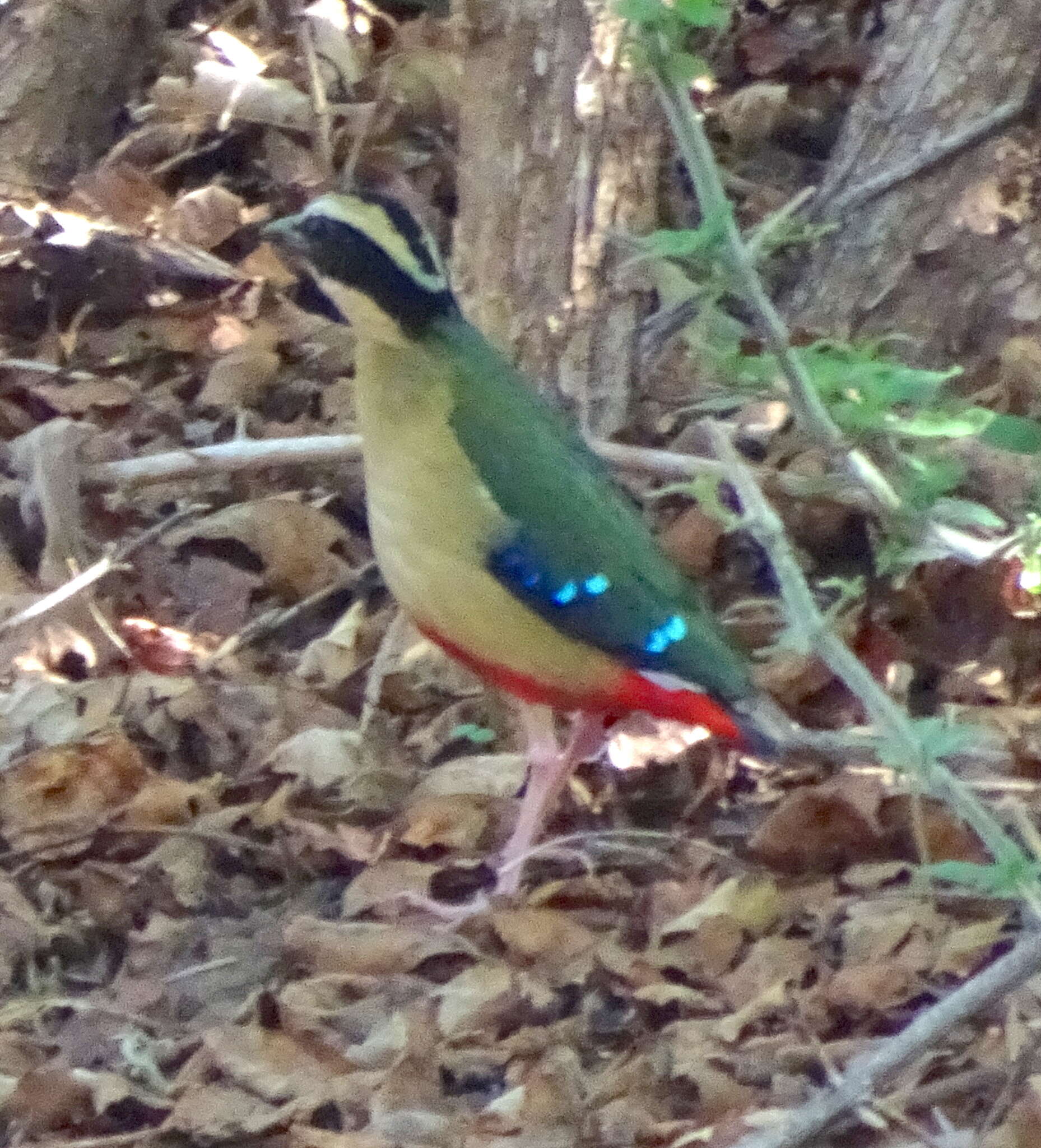 Image of African Pitta