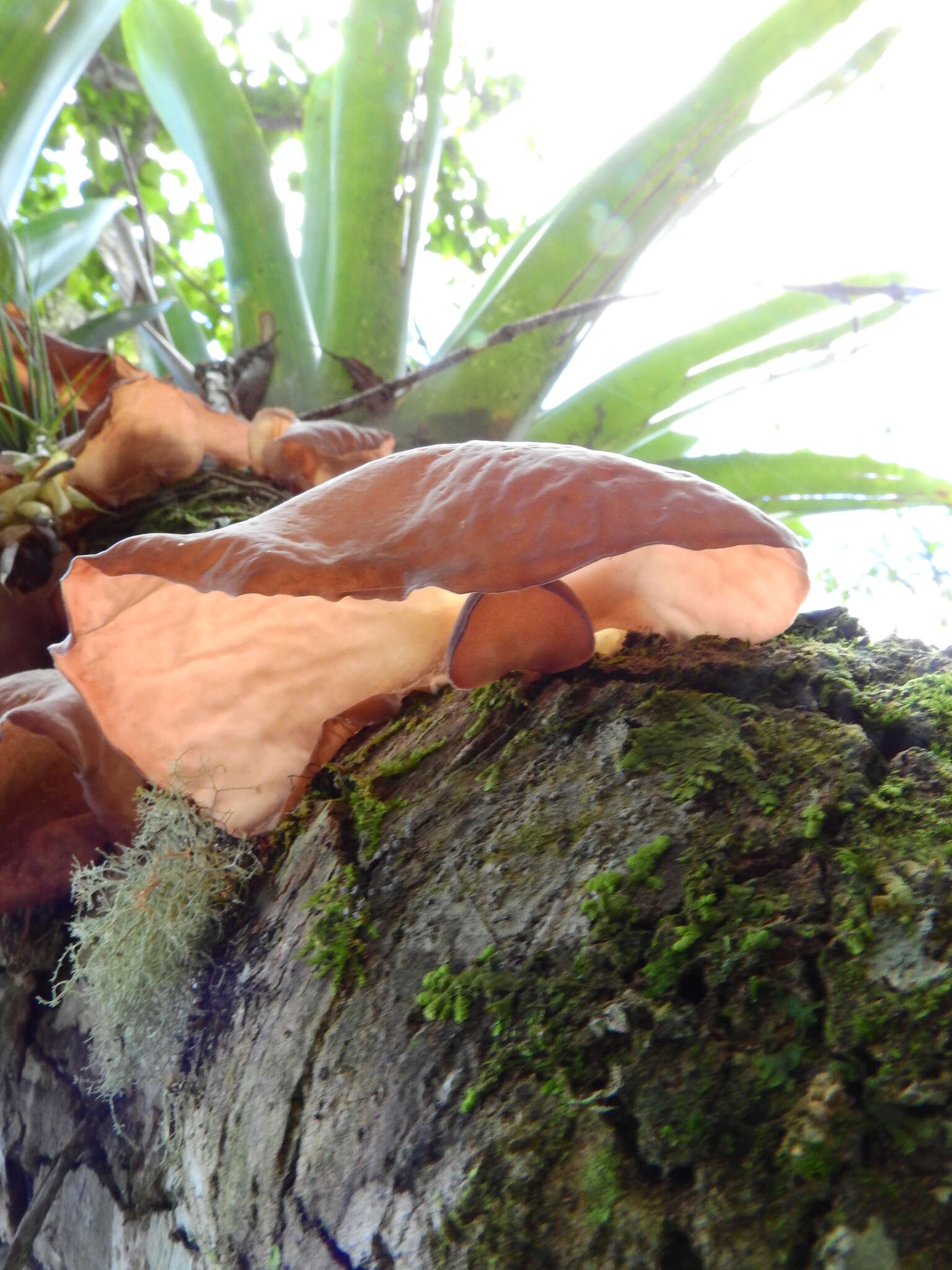 Image de Auricularia fuscosuccinea (Mont.) Henn. 1893